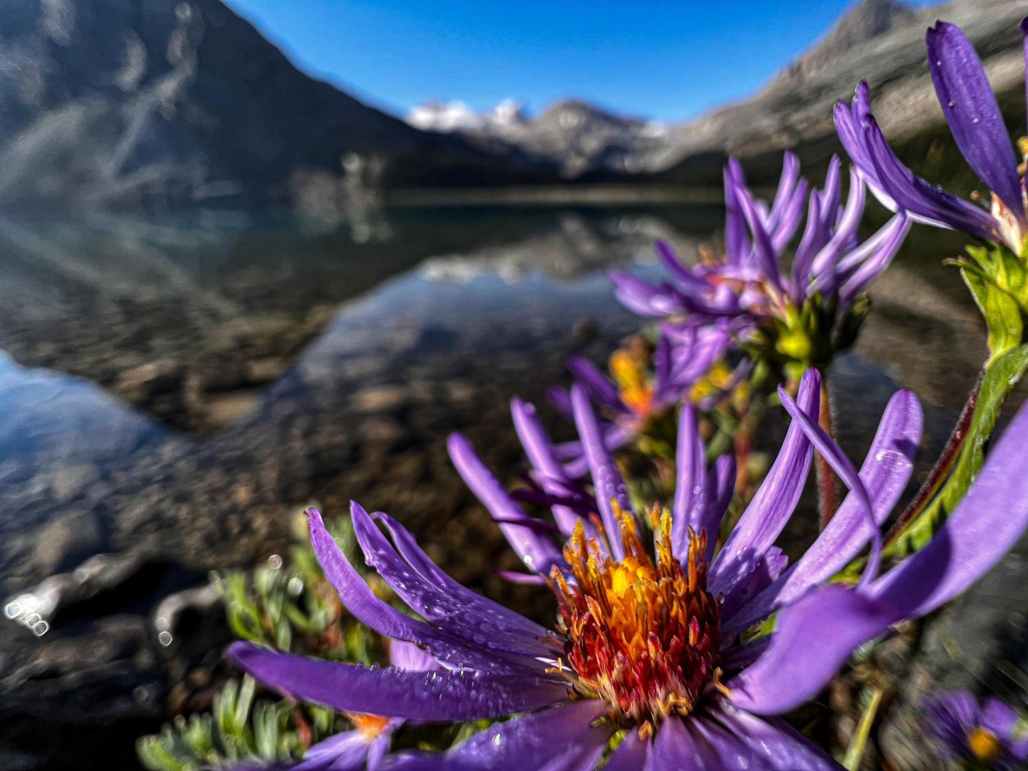 The Lodge At Bow Lake Lake Louise Esterno foto