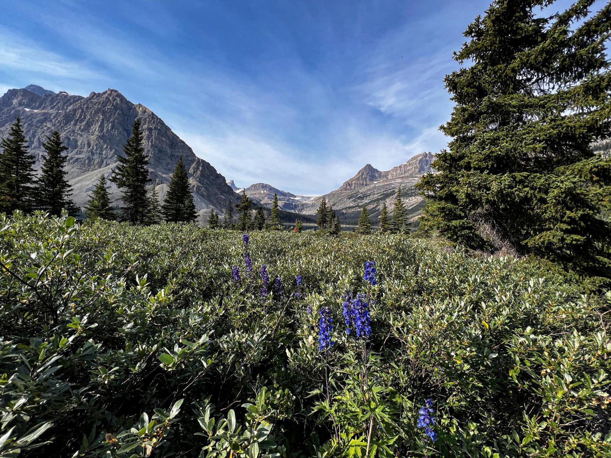 The Lodge At Bow Lake Lake Louise Esterno foto