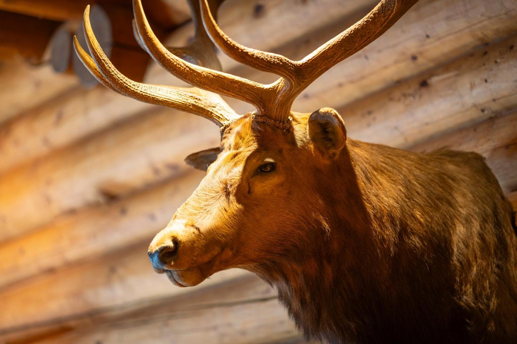 The Lodge At Bow Lake Lake Louise Esterno foto